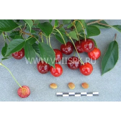 Красные вишни на ветвях с косточками и цветовой шкалой - Малиновка