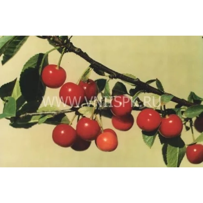Ветка вишни с красными плодами на фоне - Метеор