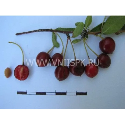 Свежая вишня на ветке с измерительной линейкой - Сердечко