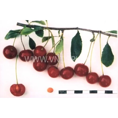 Свердловчанка — вишня на ветке с листьями