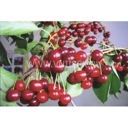 Сочные красные вишни на ветке с зелеными листьями - Волшебница