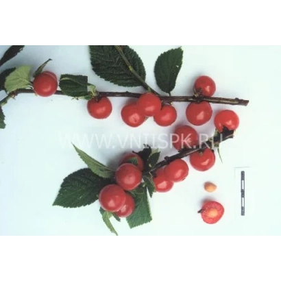 Веточка вишни с ягодами на белом фоне - Восточная