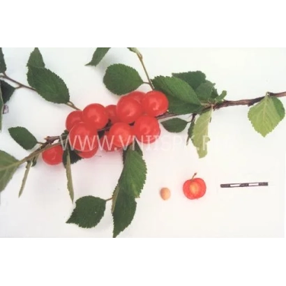 Красные ягоды вишни на ветке с листьями и двумя ягодами рядом для сравнения размера - Восторг