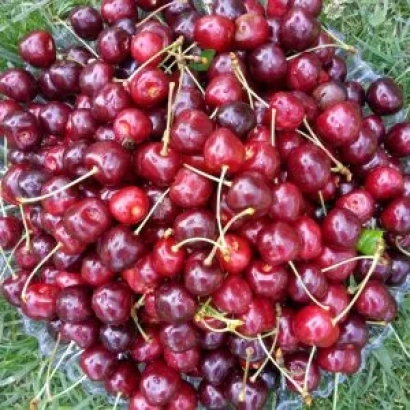 Свежие красные вишни на зелёной траве - ВСЛ 2.2