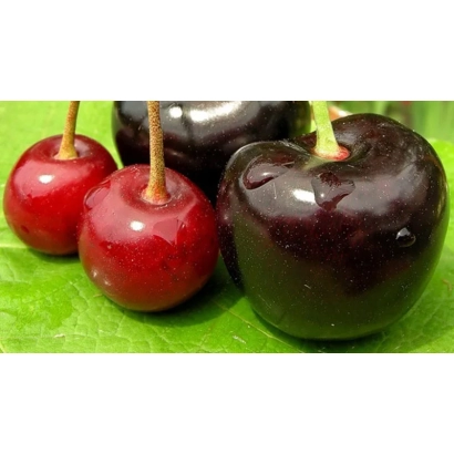 Свіжі вишні на зеленому фоні - Погляд / Погляди