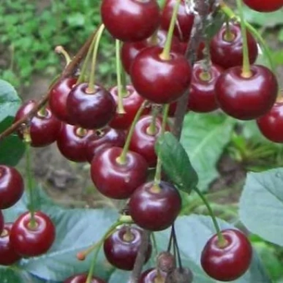 Ripe red cherries on a branch - SHY