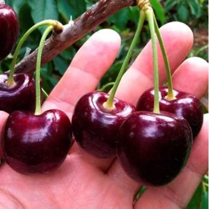 Fresh cherries on a branch held in hand - Zgoda