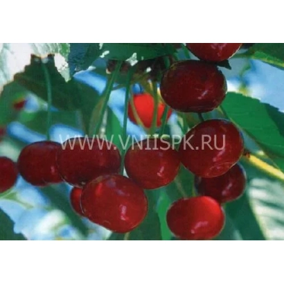 Fresh red cherries on a branch - Jelly