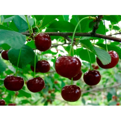Свежие вишни на ветке - Зминщиця
