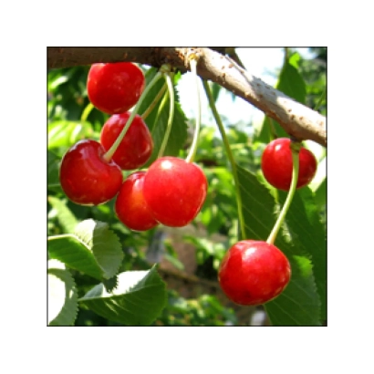 Сочные красные вишни на ветке - Зоряна (Возвращение)