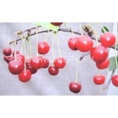 Fresh red cherries on a branch - Star