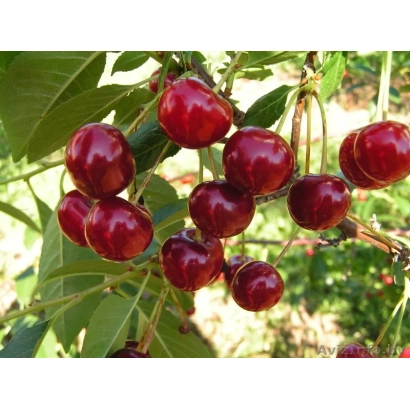 Свежие красные вишни на ветке - Жывица