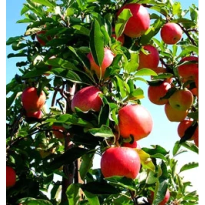 Red apples on apple tree branches under a blue sky - Amulet
