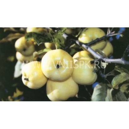 Дозрілі яблуки сорту Янтарь на гілці - Бурштин