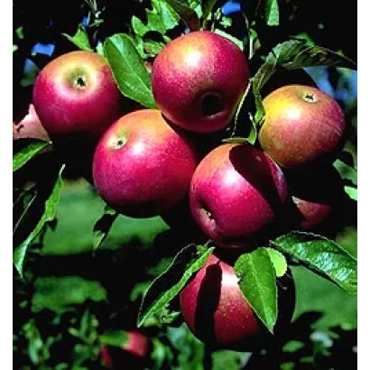 Красные яблоки на ветке яблони - Антей