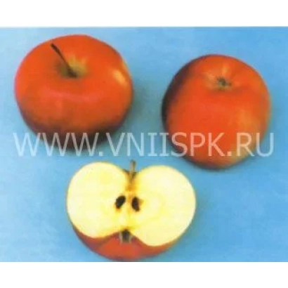 Красные яблоки на синем фоне, одно разрезано пополам, видны семена. - Прима