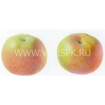 Два яблока сорта Спартак на белом фоне