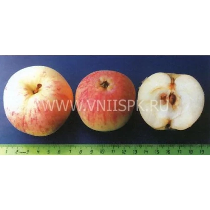 Три яблока сорта Абориген на синем фоне с линейкой