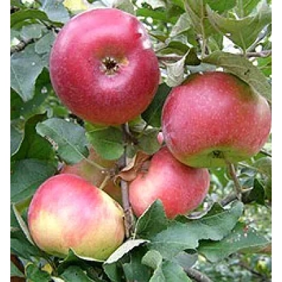 Красные яблоки сорта Айдаред на ветке