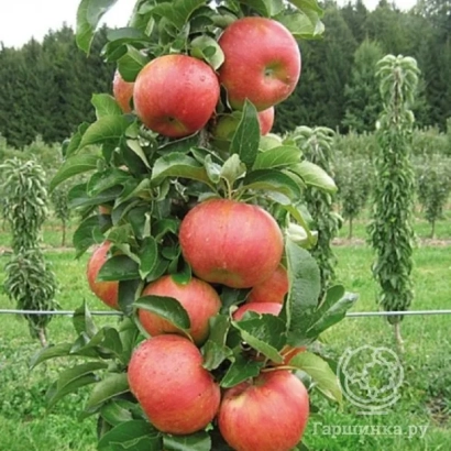 Красные яблоки на ветвях яблони в саду - Академическая