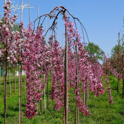 Siberia Falling Apple Tree in bloom against a field
