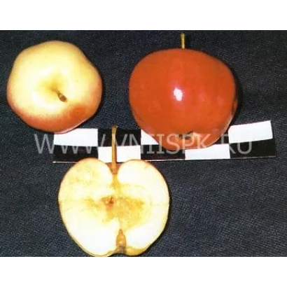 Яблоко сорта Аленушка, показаны целые и разрезанные плоды на чёрном фоне