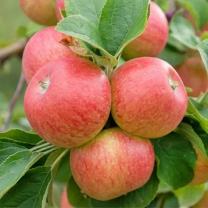 Красные яблоки на ветке - Алкмене