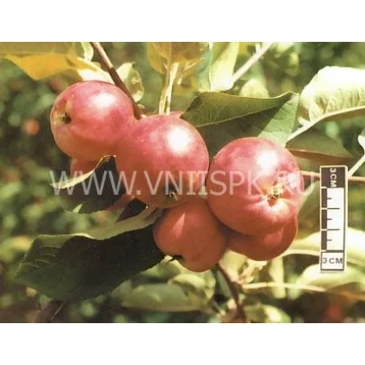 Червоні яблука на гілці яблуні - Алпек