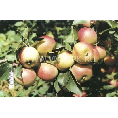 Altai Winter apples on a branch