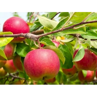 Red apples on a branch of an apple tree - Amulet