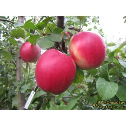 Red apples on an apple tree branch - ANABP 01
