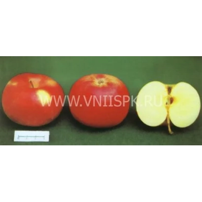 Красные яблоки Яндыковское на зелёном фоне, одно яблоко разрезано пополам