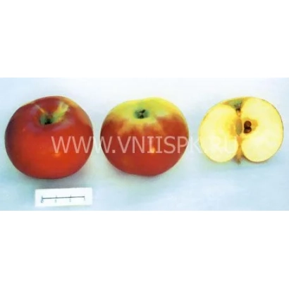 Red apple variety Яблоня, whole and sliced - Red Anise (Velvet Anise, Safyan Anise, Red Anise)