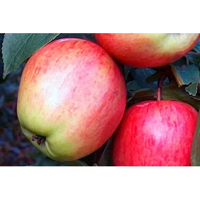 Червоні яблука на гілці - АРКАДИК