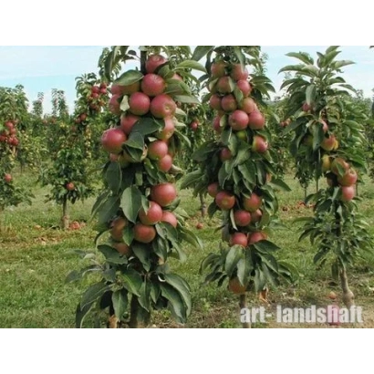 Яблоки на ветвях яблони на фоне сада - АРКАИМ