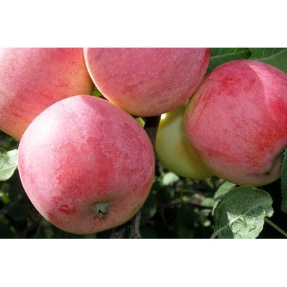 Red apples on a branch - AROMAT UKTUSA