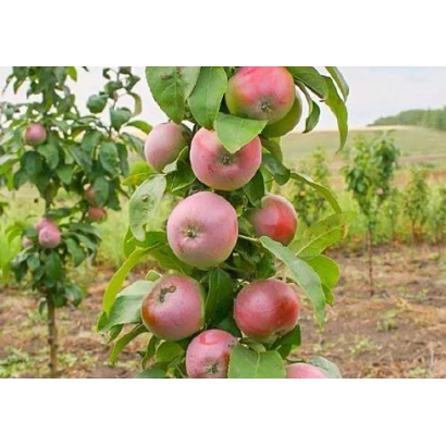 Яблоки сорта Августина на ветвях яблони в саду