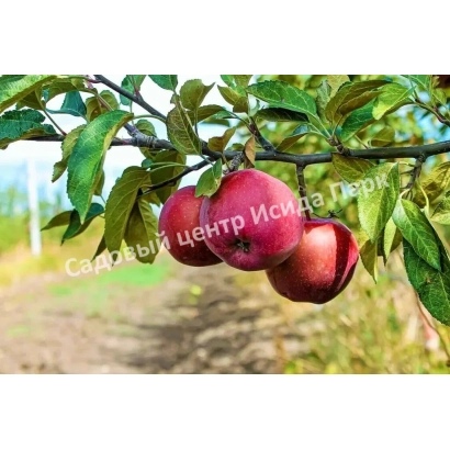Червоні яблука на гілці з написом Садовий центр Іскра - АВРОРА КРИМСЬКА