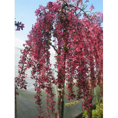 Яблоня Ажурная в цвету на фоне гор