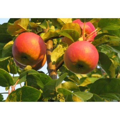 Червоні яблука на гілці яблуні - Баяна