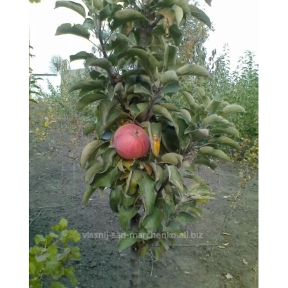 Яблуко Багачка на гілці яблуні