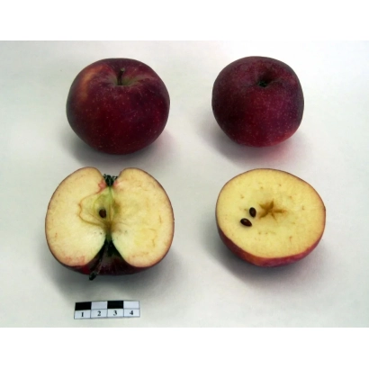 Two whole red apples and two halved apples showing the core, on a white background. - BAGRYANETS KUBANI APPLE