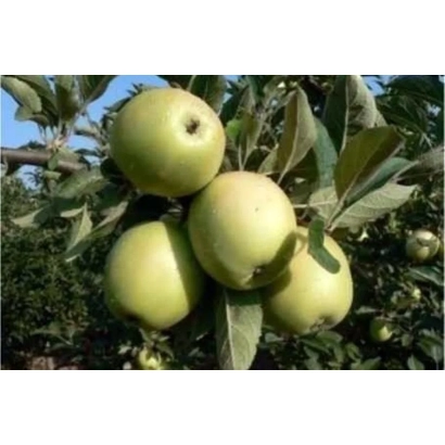 Green Balaklava apples on a branch of an apple tree - BALACLAVA