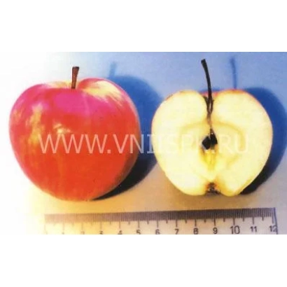 Red apple with cut showing flesh, placed on a ruler - Bashkir Beauty