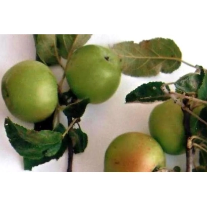 Зеленые яблоки на ветке - Батталовское