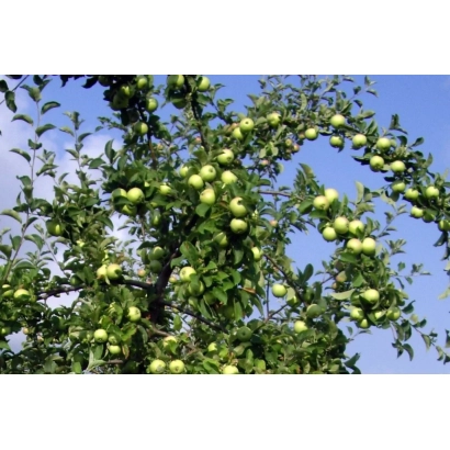 Яблоки на ветвях яблони под синим небом - БЕЛОЕ СОЛНЦЕ