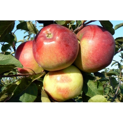 Красные яблоки на ветке - БЕЛОРУССКОЕ СЛАДКОЕ