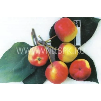 Apples of the Bird's (Ribbed) variety on a branch with leaves
