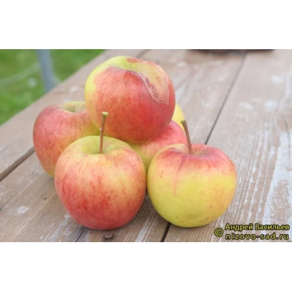 Красно-желтые яблоки сорта Благовест на деревянной поверхности