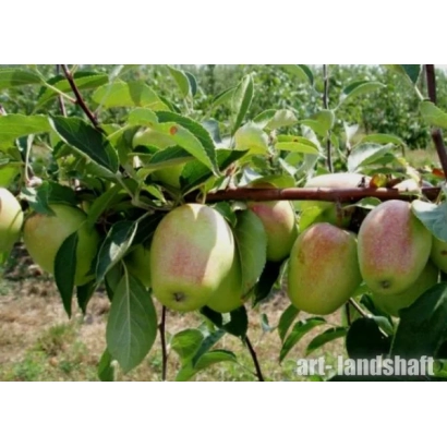 Яблоки сорта Бононок на ветке яблони - БОЧОНОК